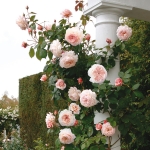 A Shropshire Lad / Е Шропшир Лед